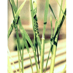 rice_ragged stunt-disease